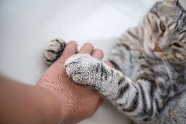 Do Relx Vapes Harm Your Pets? | VapePenZone Australia Vape Shop